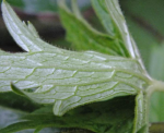 Taking pictures to ID Aconitum spp. 583241-4
