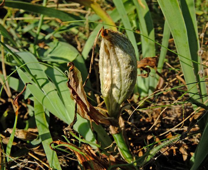 Iris pumila/suaveolens