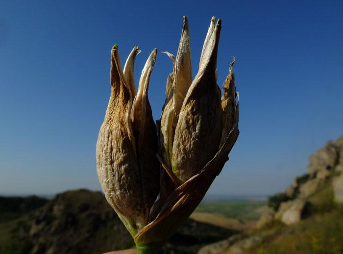 Iris pumila/suaveolens