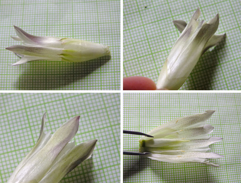 Gentiana dendrologi/robusta 586802-1
