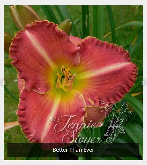 Forum Member's website - Jennie's Daylilies
