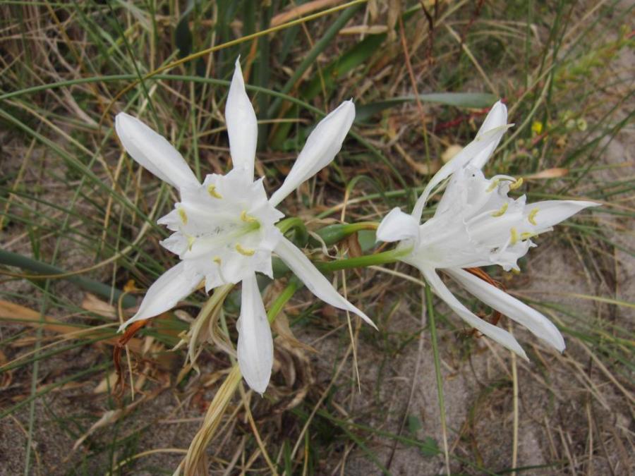 Pancratium 622820-0