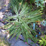 Scilla peruviana 2018 619654-1