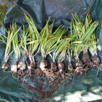 Scilla peruviana 2018 619658-3