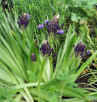 Scilla peruviana 2018 619660-0