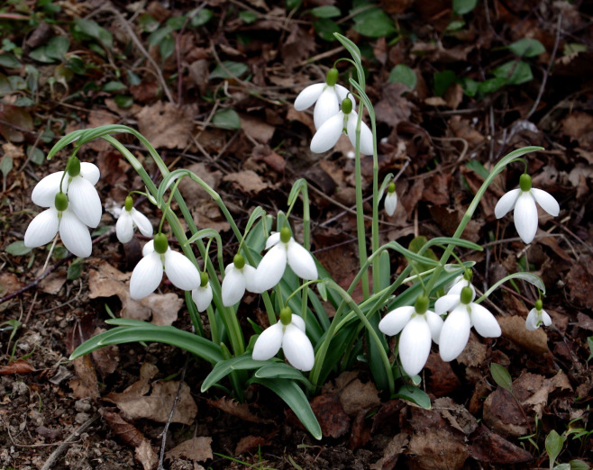 THE PERCY PICTON MEMORIAL FUND - GRANTS TO STUDENTS OF HORTICULTURE