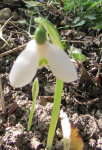 Galanthus in september 2018 625825-0