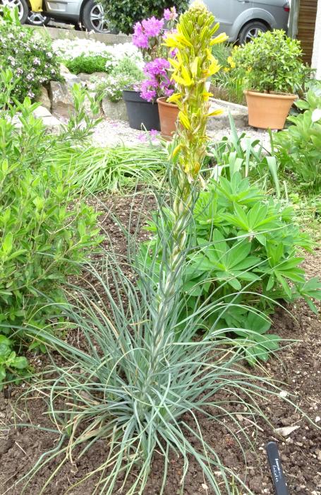 Asphodeline ??