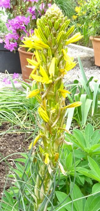 Asphodeline ??