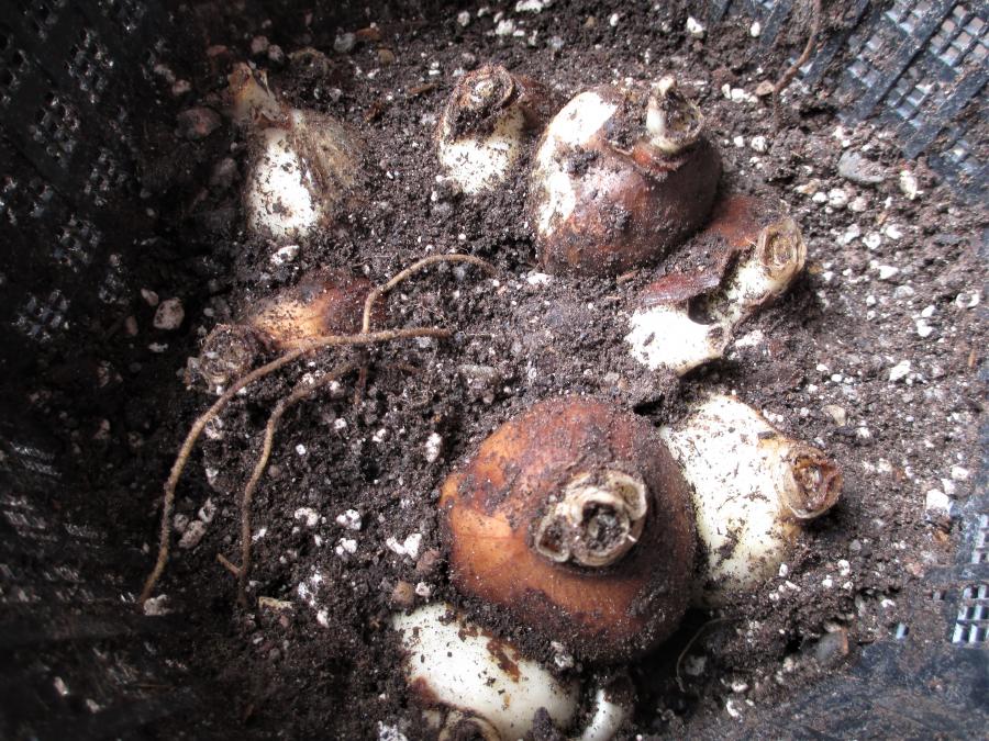 Re-Potting Snowdrops 648512-0