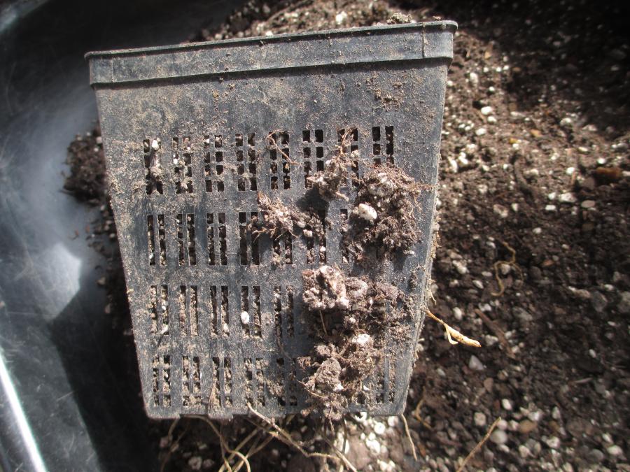Re-Potting Snowdrops 648514-1