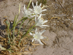 Pancratium maritimum seed germination. 654418-0
