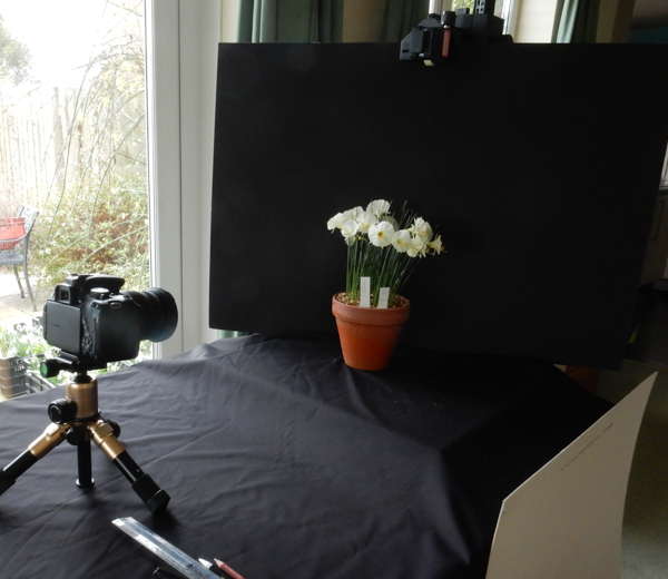 Taking studio portraits of plants
