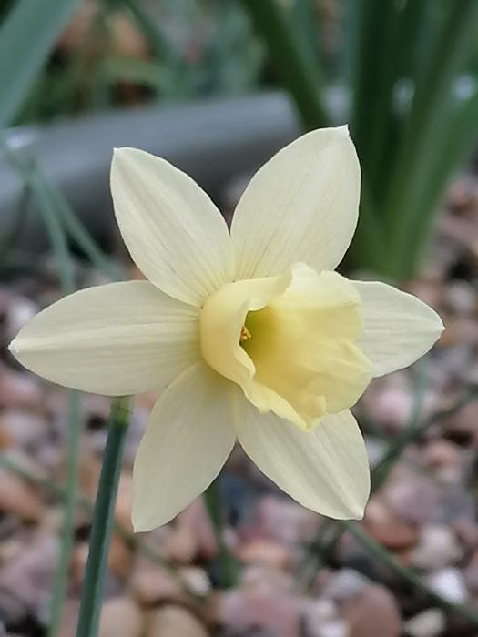 Gardens Illustrated Article - Anne Wright