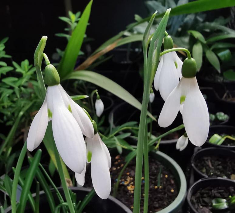 Galanthus in May 2020 666428-0