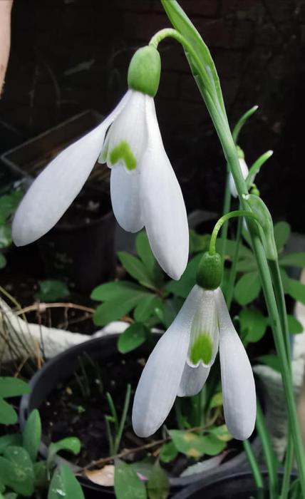 Galanthus in May 2020