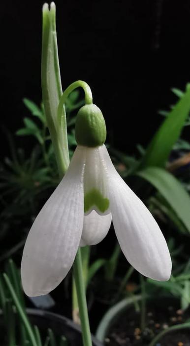 Galanthus in May 2020