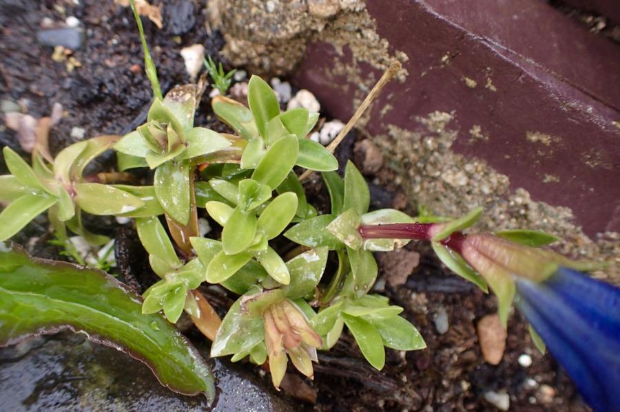 Gentiana ID 667009-1