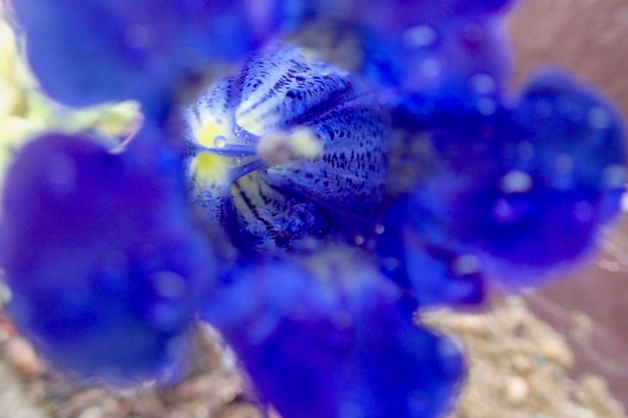 Gentiana ID 667011-2