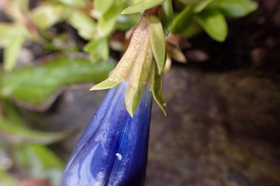Gentiana ID 667013-3