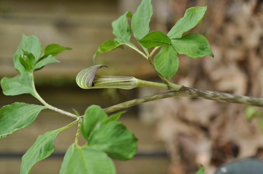 Arisaema 2021 688367-0