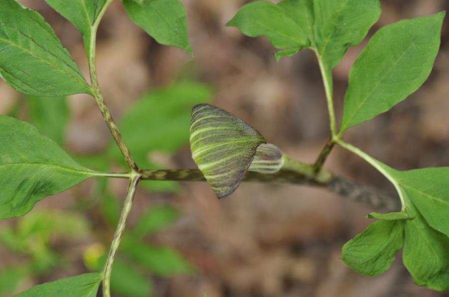 Arisaema 2021 688369-1