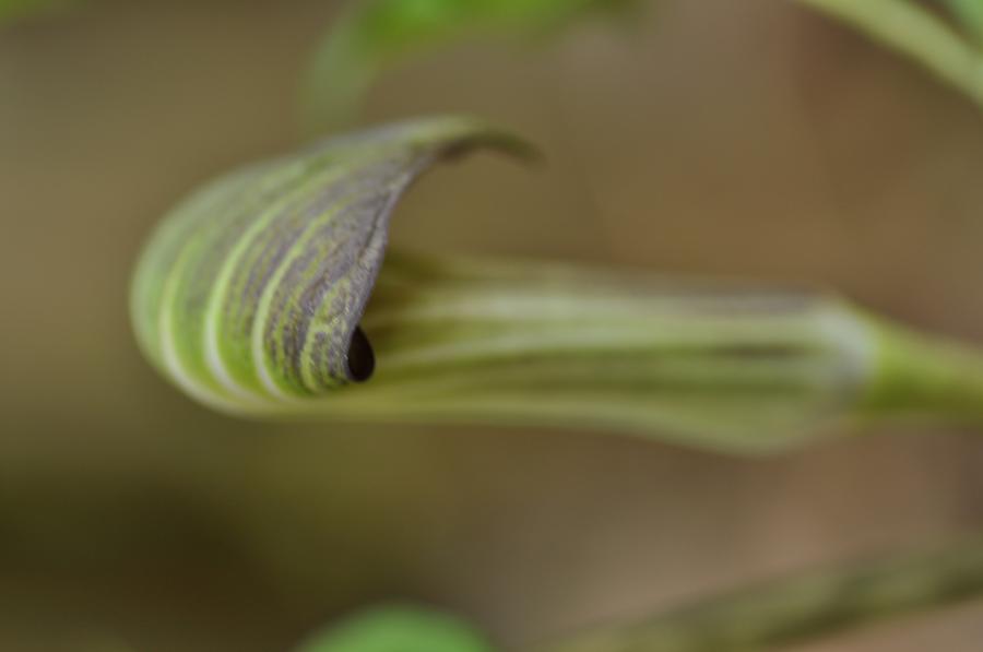 Arisaema 2021 688371-2
