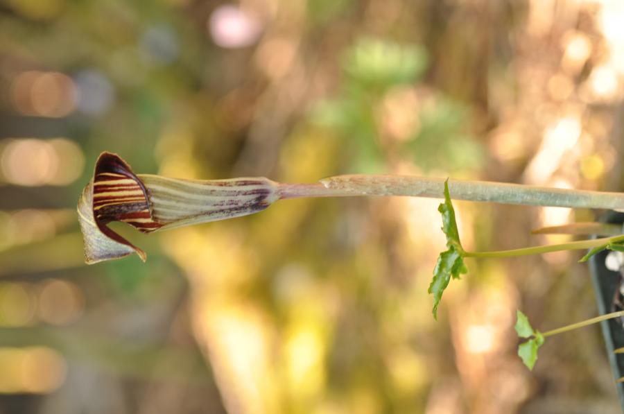 Arisaema 2021 688373-3