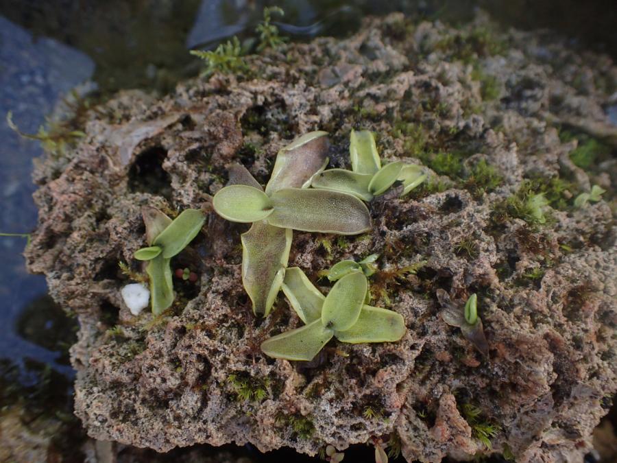 Pinguicula vulgaris seed sowing 694904-0