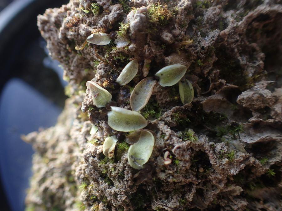 Pinguicula vulgaris seed sowing 694906-1