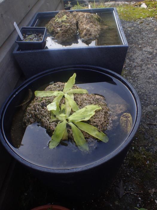 Pinguicula vulgaris seed sowing