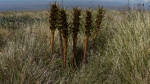 NZ Field trips 2012 - December. 381465-4