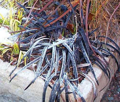 Ophiopogon planiscapus 'nigrescens'