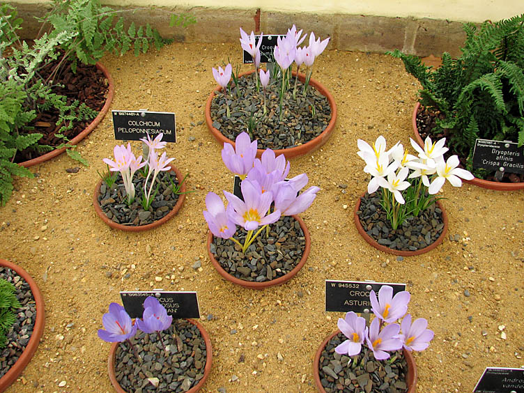 Crochi Plants, Garden