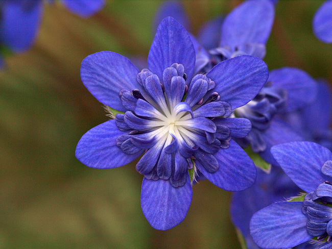 Blue%20double%20San-dan%20form.jpg