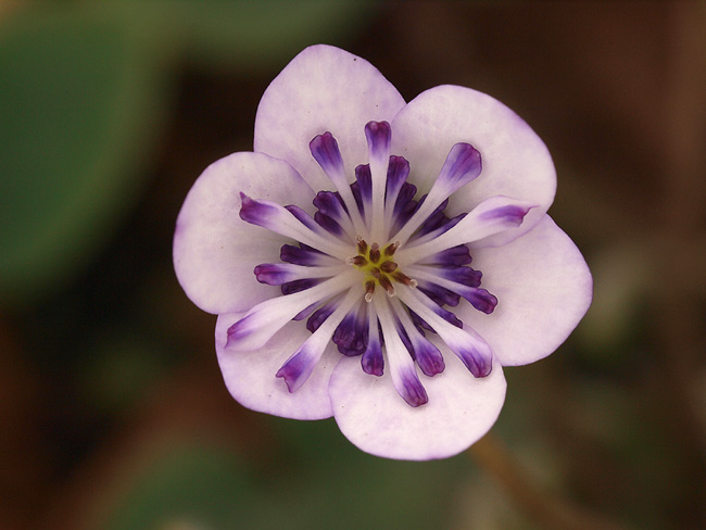 H%20nobilis%20var%20japonica%20%27Shiyou%27.jpg