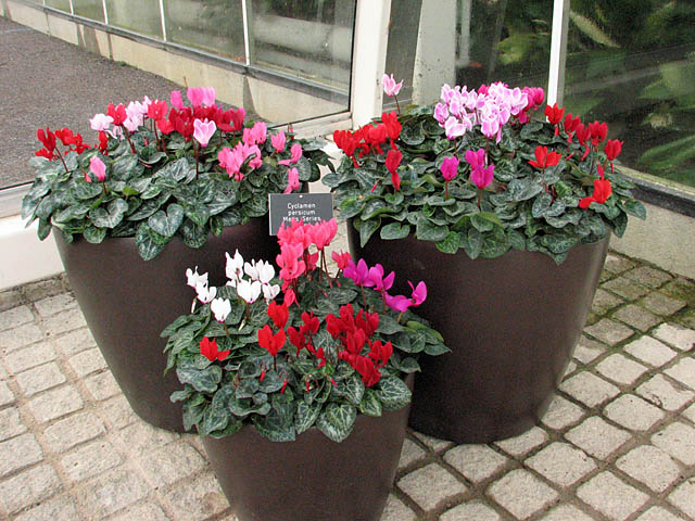 http://www.srgc.org.uk/wisley/2008/181208/Cyclamen.jpg