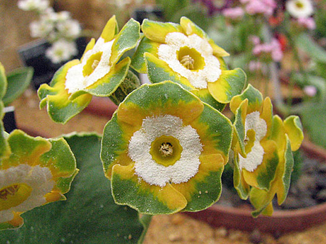 auricula jantung auricula jantung
